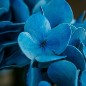 Navy Blue Flowers and Leaves Wallpaper