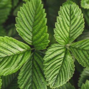 Mimosa Pudica Shame Sensitive Plant